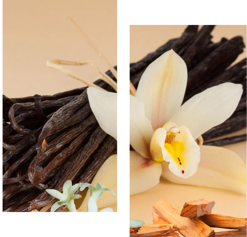 BLOOMING_BLOSSOMS_BASE_Clove+Lavender_Scented